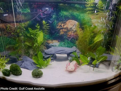 Axolotl Care Guide & Habitat Setup For .